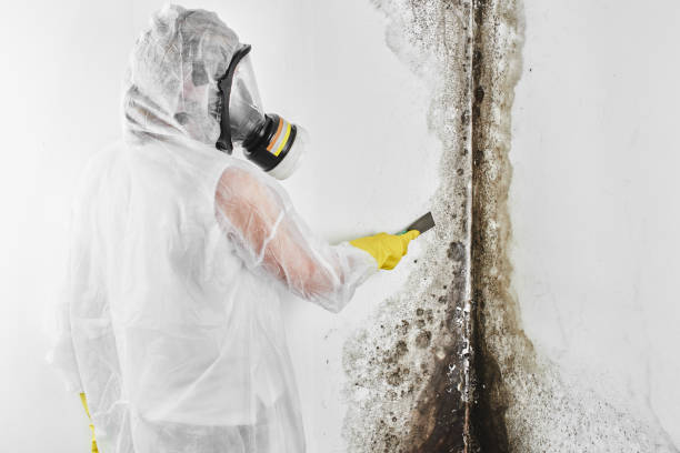 Best Attic Mold Remediation in Spirit Lake, ID