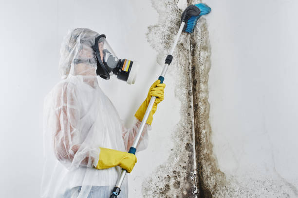 Best Mold Remediation for Specific Building Types in Spirit Lake, ID