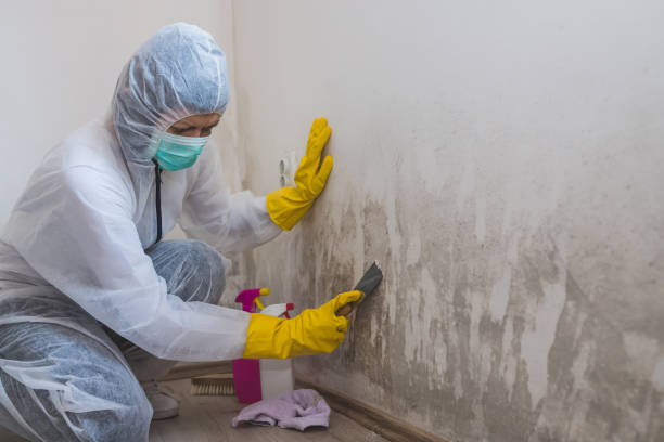 Best Localized Mold Remediation (e.g., coastal areas, humid climates) in Spirit Lake, ID