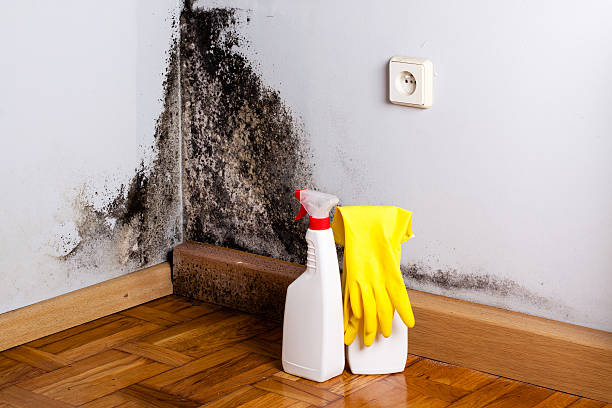 Best HVAC Mold Remediation in Spirit Lake, ID