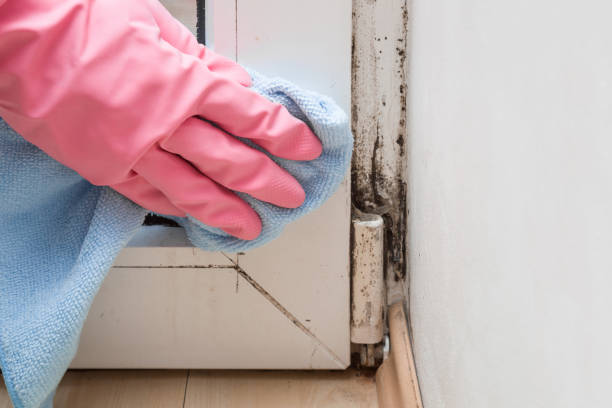 Best Bathroom Mold Remediation in Spirit Lake, ID